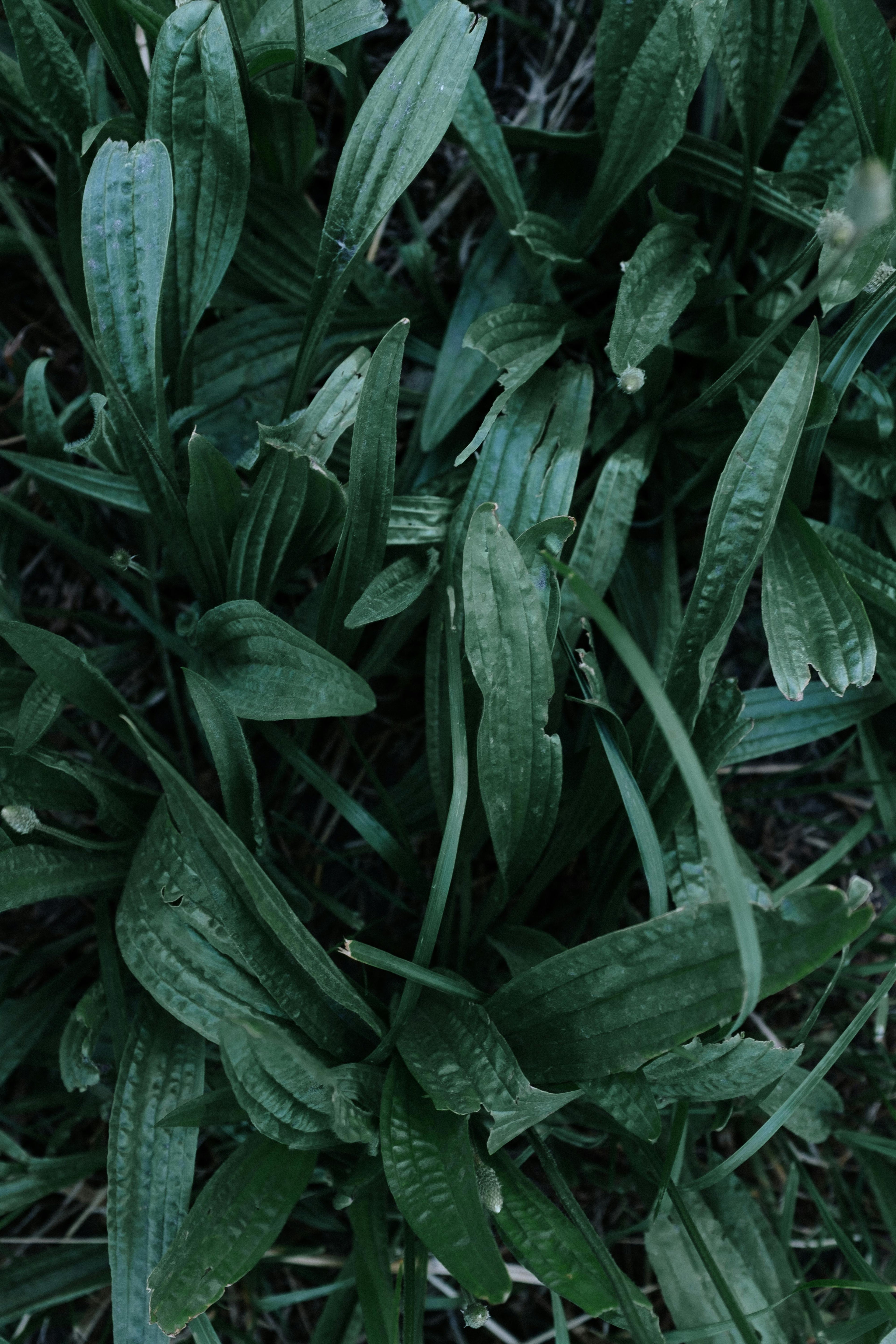 plant